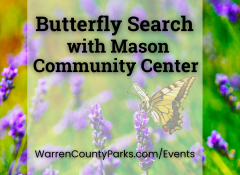 tiger swallowtail on purple wildflower